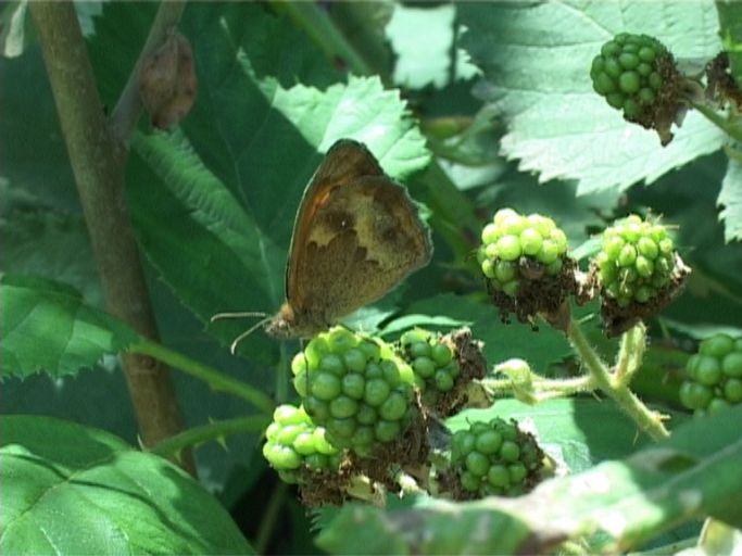 Rotbraunes Ochsenauge ( Pyronia tithonus ), Flügelunterseite : Brüggen, Brachter Wald, 10.07.2005